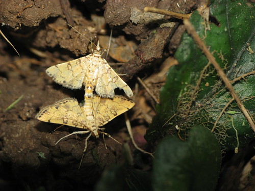 Unknown Moth Mating