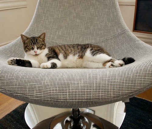 New cat. New chair.