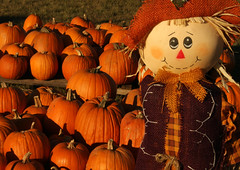 farmer Joe welcomes you to his pumpkin patch