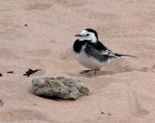 Pied Wagtail 04Nov08