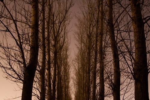 Row of trees at Arboretum at night