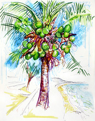 Portrait of a Mui Ne Coconut Tree