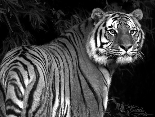 Tiger Black-and-White by Little Lioness