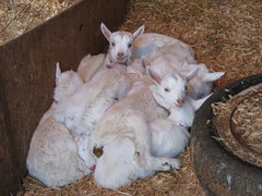 A Pile of Goats