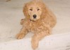 Pele ! He's one of Sunny and Chewy's mini goldendoodle boys !!
