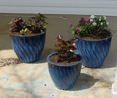 newly planted porch pots