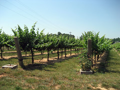 vineyard view at buck shoals winery