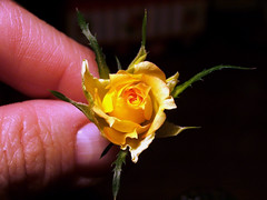 Miniature Rosebud