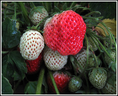 strawberries copy