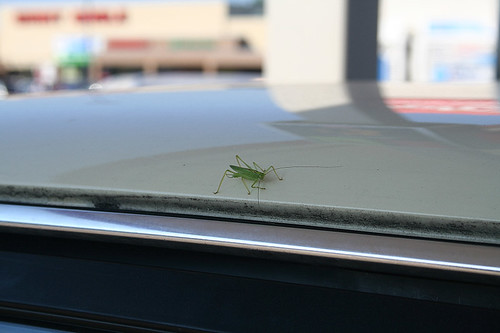 little green hitchhiker