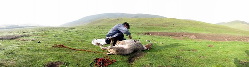 Skinning a sheep near O-po, Qinghai Province, China