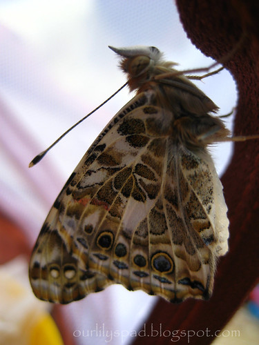 Drying out wings