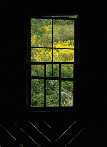 Window to the Wildflowers