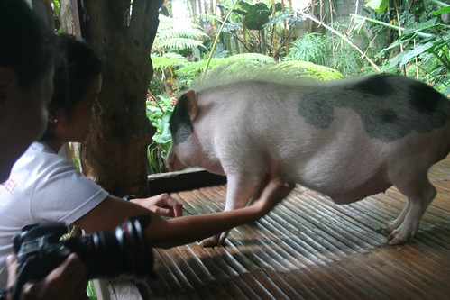 Pot-bellied pig, KInabuhayan Cafe