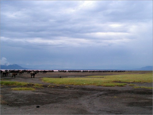 你拍攝的 5 Lake Nakuru - African Buffalo。