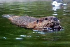 beaver1.jpg