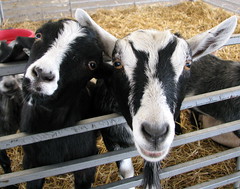 100 Things to see at the fair #86: Petting Zoo goats