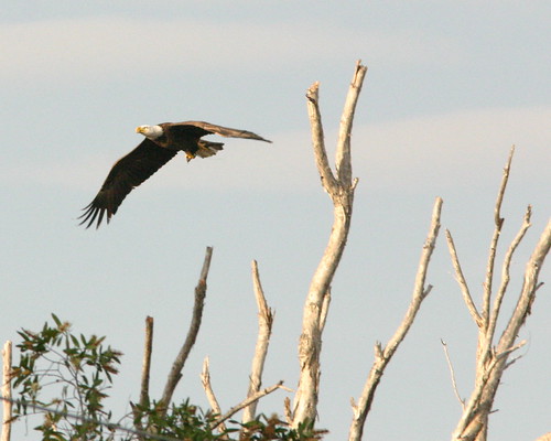 Eagle Bringing Sticks 20081211