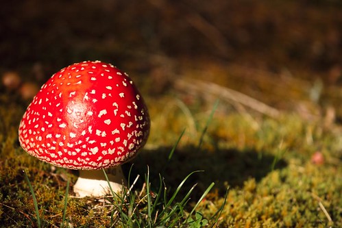 Mushroom Mushroom 1