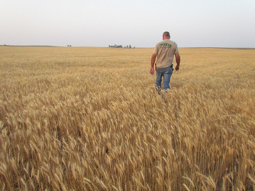 Pre-harvest in Arnett, Okla. (wheat still green)