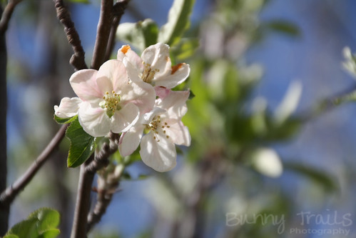 121-apple blossoms again