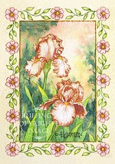 "Peach and White Iris" ER25 by Elizabeth Ruffing Miniature