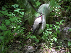 Anteater in the woods
