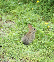 Very young Cottontail