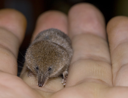 The pygmy shrew: the smallest mammal in Britain | A natural history of  Britain