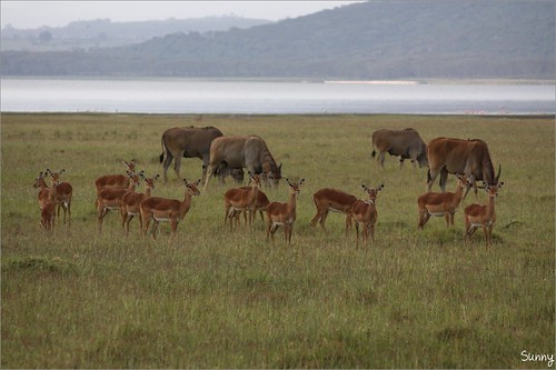 你拍攝的 40 Lake Nakuru - Impala & Eland。