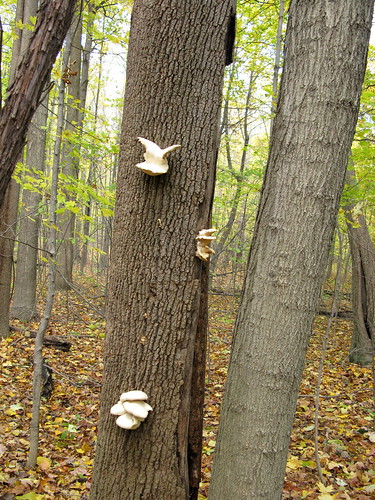 Bird Mushroom Flickrsize
