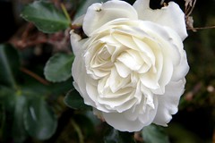 white november rose