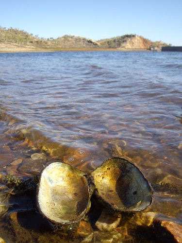 Fresh water mussel