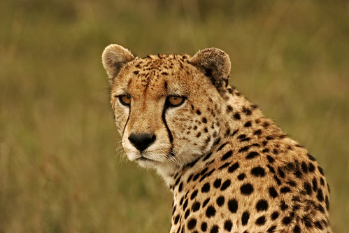 cheetah face