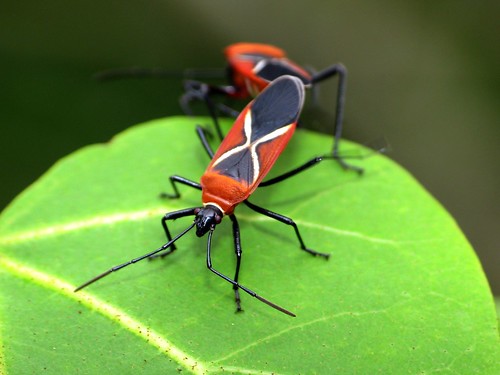 Dysdercus simon (cotton stainer bug)