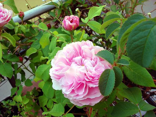 rosen rosa jacques cartier