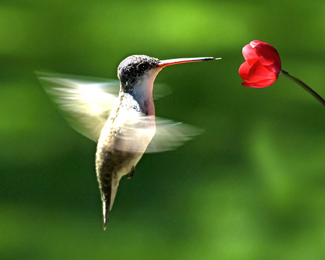 Colibrí volando con flor