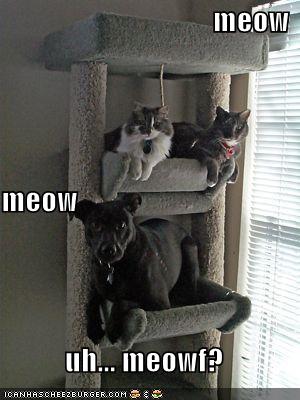Meow: Species confusion.jpg