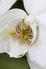 Another orchid shot