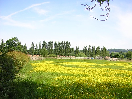 Image of buttercups in meadows