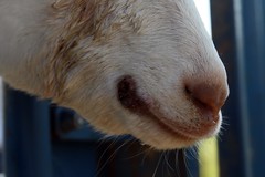 Goat with soremouth (orf)