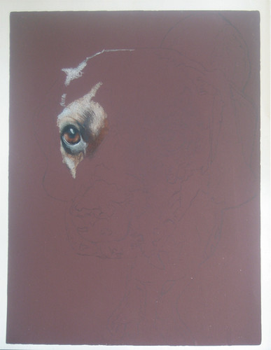 In progress photo of colored pencil portrait of a dog entitled Preston G.