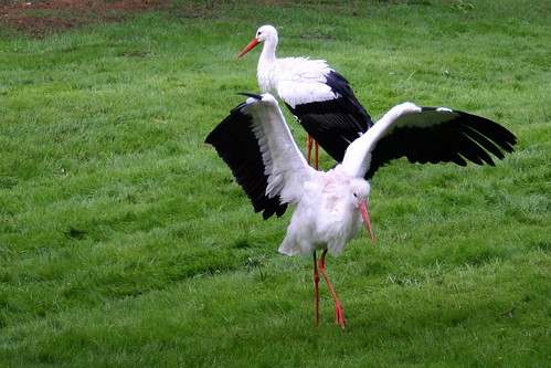 Stork dance I