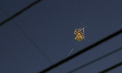 Spiderwebs by Gwen Stefani