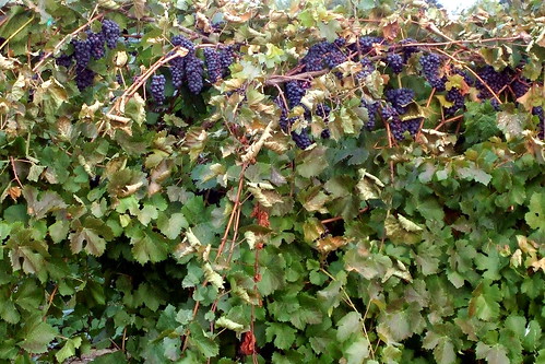More Late Grapes