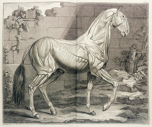 Philippe Étienne Lafosse 'Cours d'hippiatrique' 1772