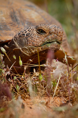 Desert tortoise-3.JPG