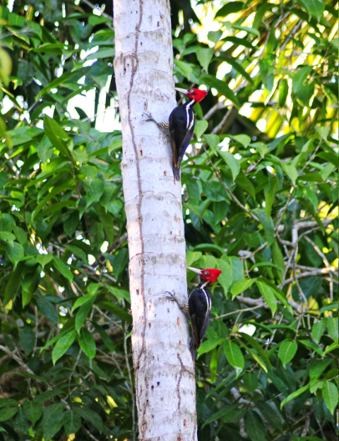 Pale Billed Woodpeckers