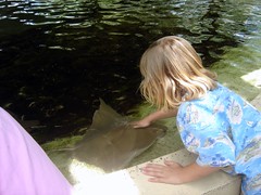 touch a stingray