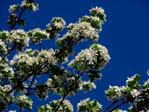 Missouri Botanical ("Shaw's") Garden, in Saint Louis, Missouri, USA - Flowering Crabapple